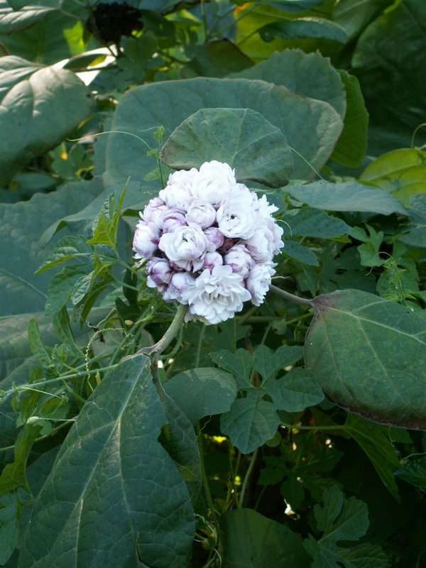 Clerodendrum chinense (Osbeck) Mabb. resmi