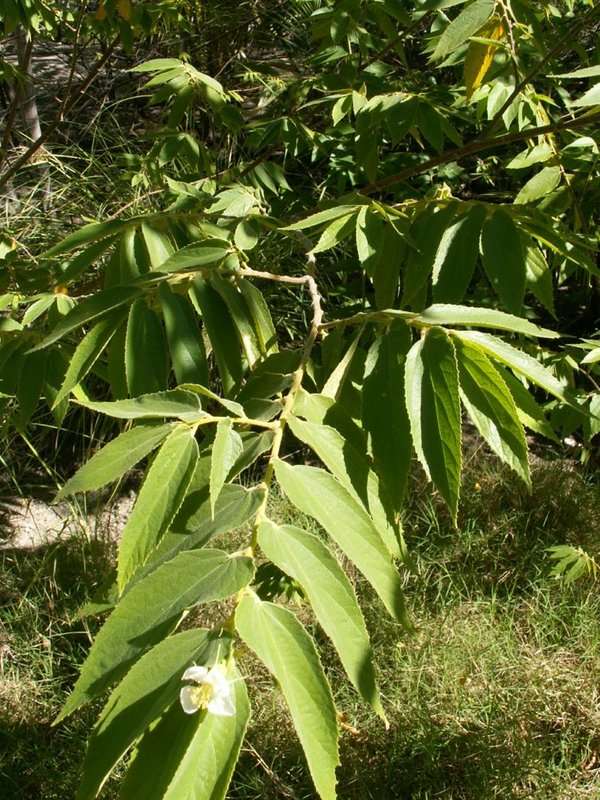 Muntingiaceae (rights holder: 2010 Moorea Biocode)