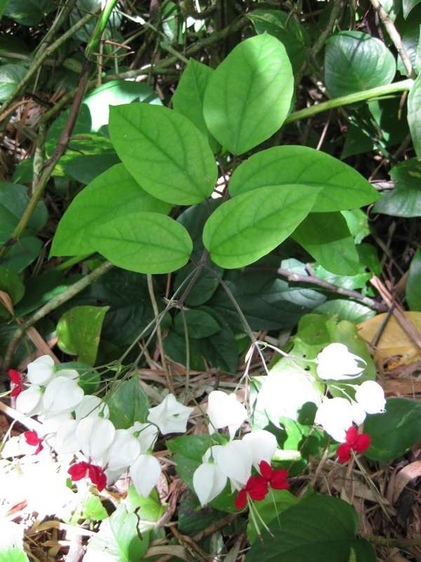 Lamiaceae (rights holder: 2010 Moorea Biocode)