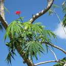 Image de Arbre corail