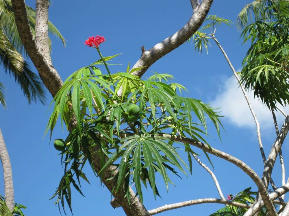 Image of Coral tree