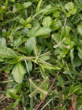 Image of crowfoot grass