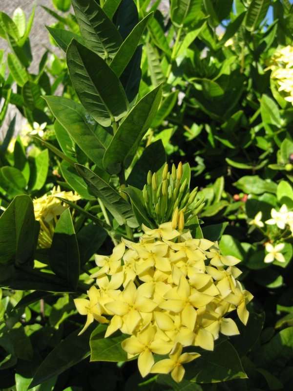 Image of ixora