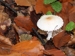 Слика од Lepiota cristata (Bolton) P. Kumm. 1871