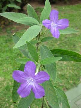 Слика од Ruellia longepetiolata (Oerst.) Hemsl.