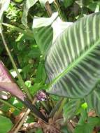Image of zebraplant