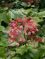 Imagem de Clerodendrum