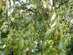 Image of Syzygium floribundum F. Müll.