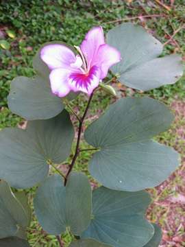 Plancia ëd Bauhinia