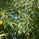 Image of Yellow oleander