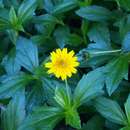 Image of Bay Biscayne creeping-oxeye