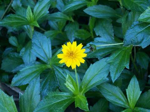 Image of creeping-oxeye