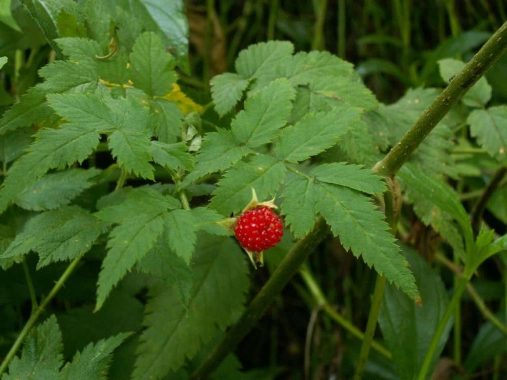Rubus (rights holder: 2010 Moorea Biocode)