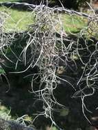 Image of Airplants