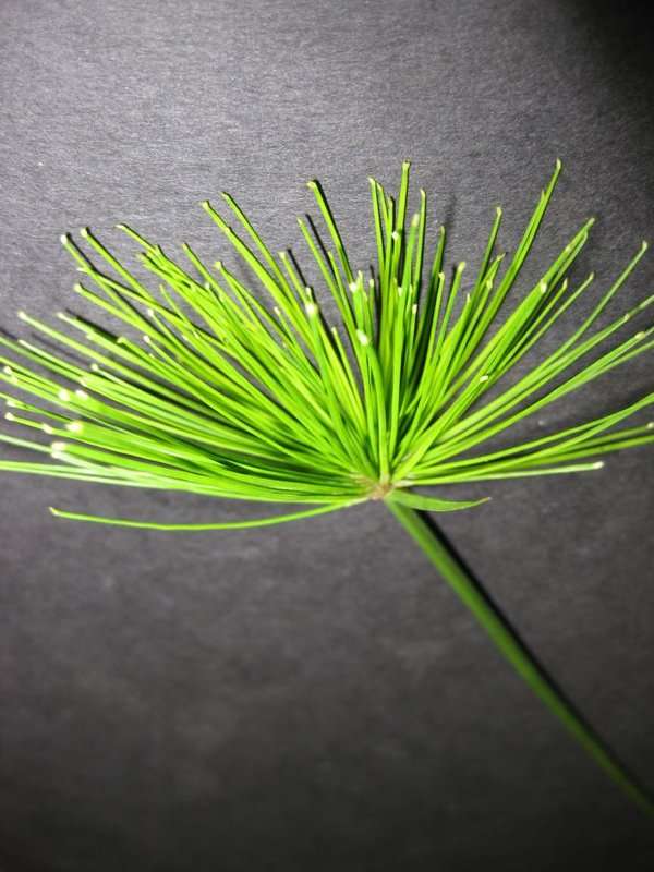 Image of Papyrus Sedges