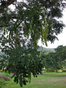 Image of albizia