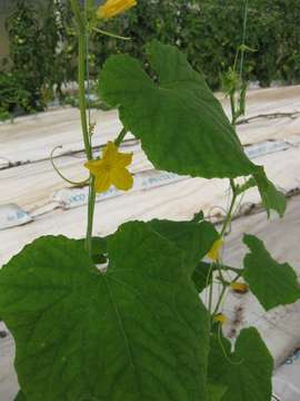 Image of Cucumber