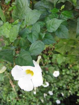 Image of thunbergia