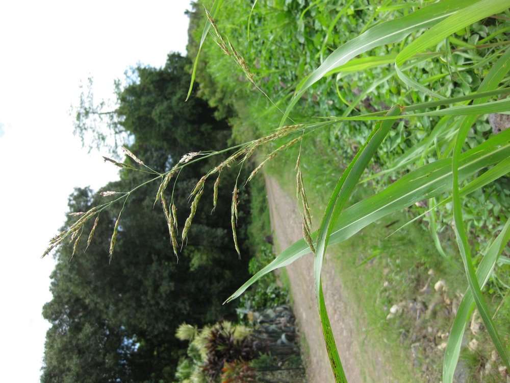 Image of broom corn
