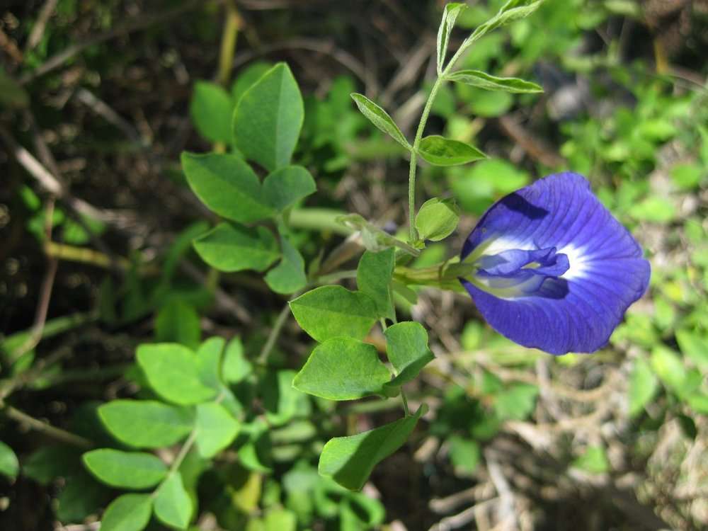 Imagem de Clitoria