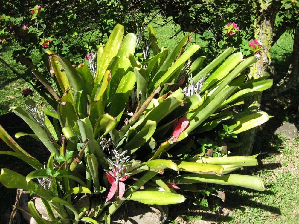 Image of billbergia