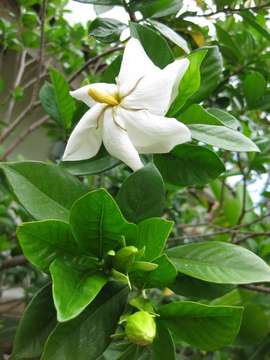 Image of gardenia