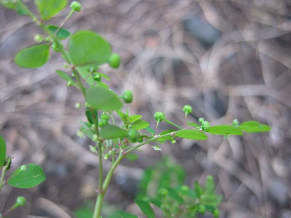 Phyllanthus (rights holder: 2010 Moorea Biocode)