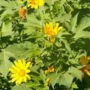 Image of tree marigold