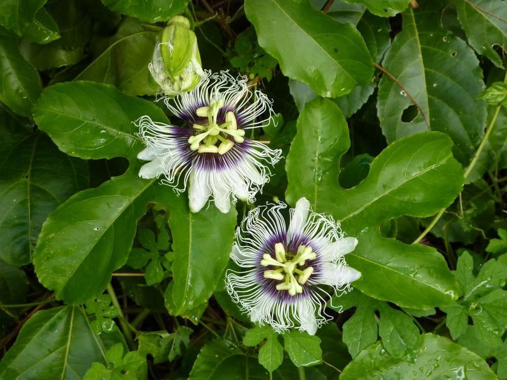 Passifloraceae (rights holder: 2010 Moorea Biocode)