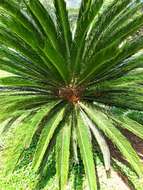 Image of Sago Palm