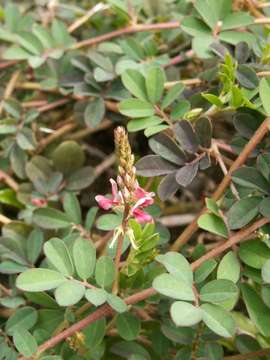 Image de Indigofera hendecaphylla Jacq.