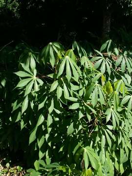 Image of cassava