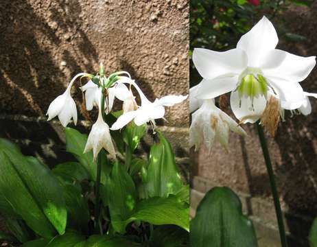 Image of Eucharis