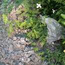 Image of Jasminum grandiflorum L.