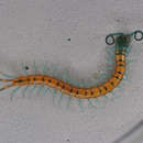 Plancia ëd Scolopendra Linnaeus 1758