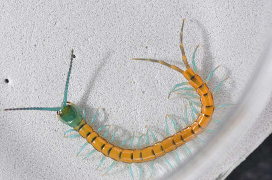 Image of Bark Centipedes