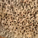 Sivun Celleporaria columnaris (Busk 1881) kuva