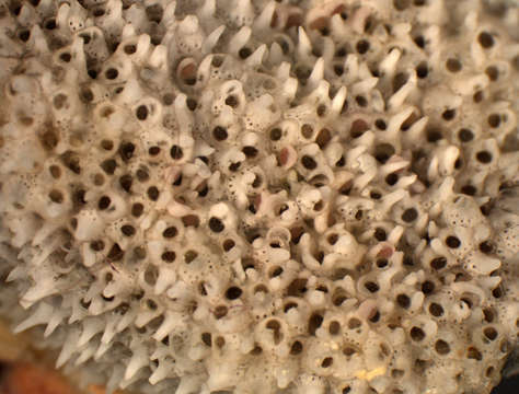 Sivun Celleporaria columnaris (Busk 1881) kuva