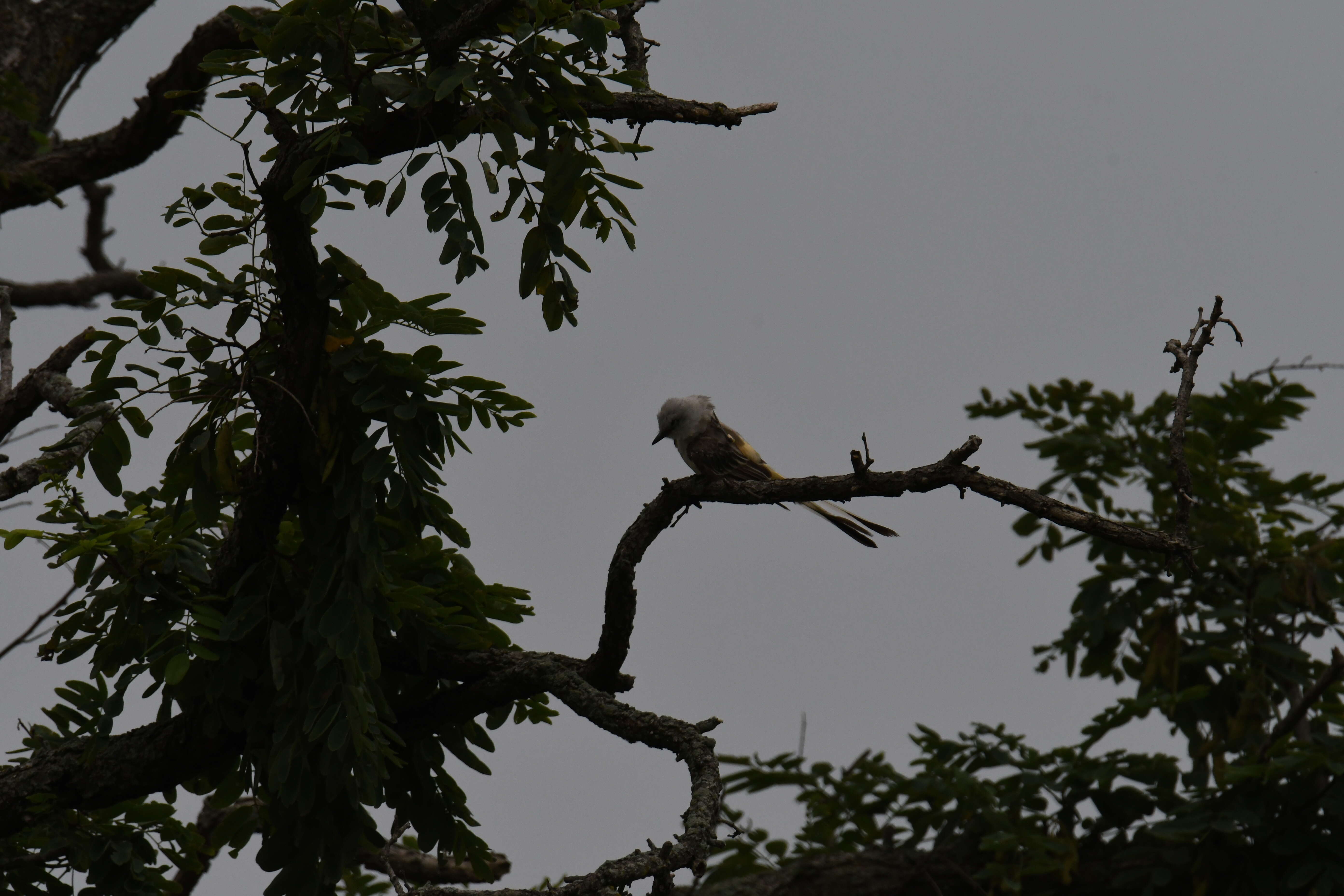 Image of Scissor-tailed Flycatcher