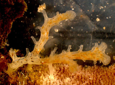 Image of Cyclostomatida Busk 1852