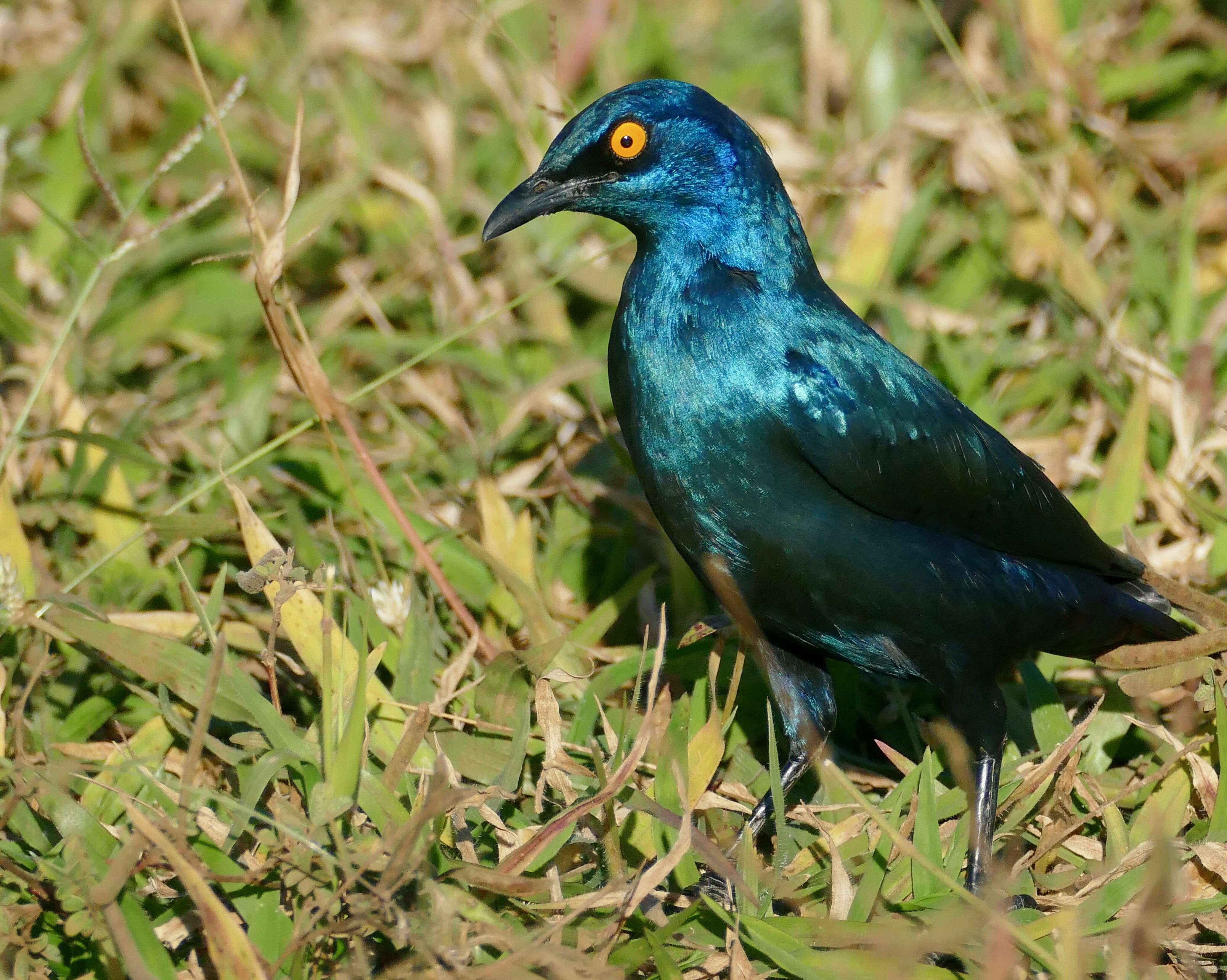 Image of Cape Glossy Starling