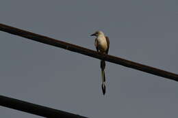 Image of Scissor-tailed Flycatcher