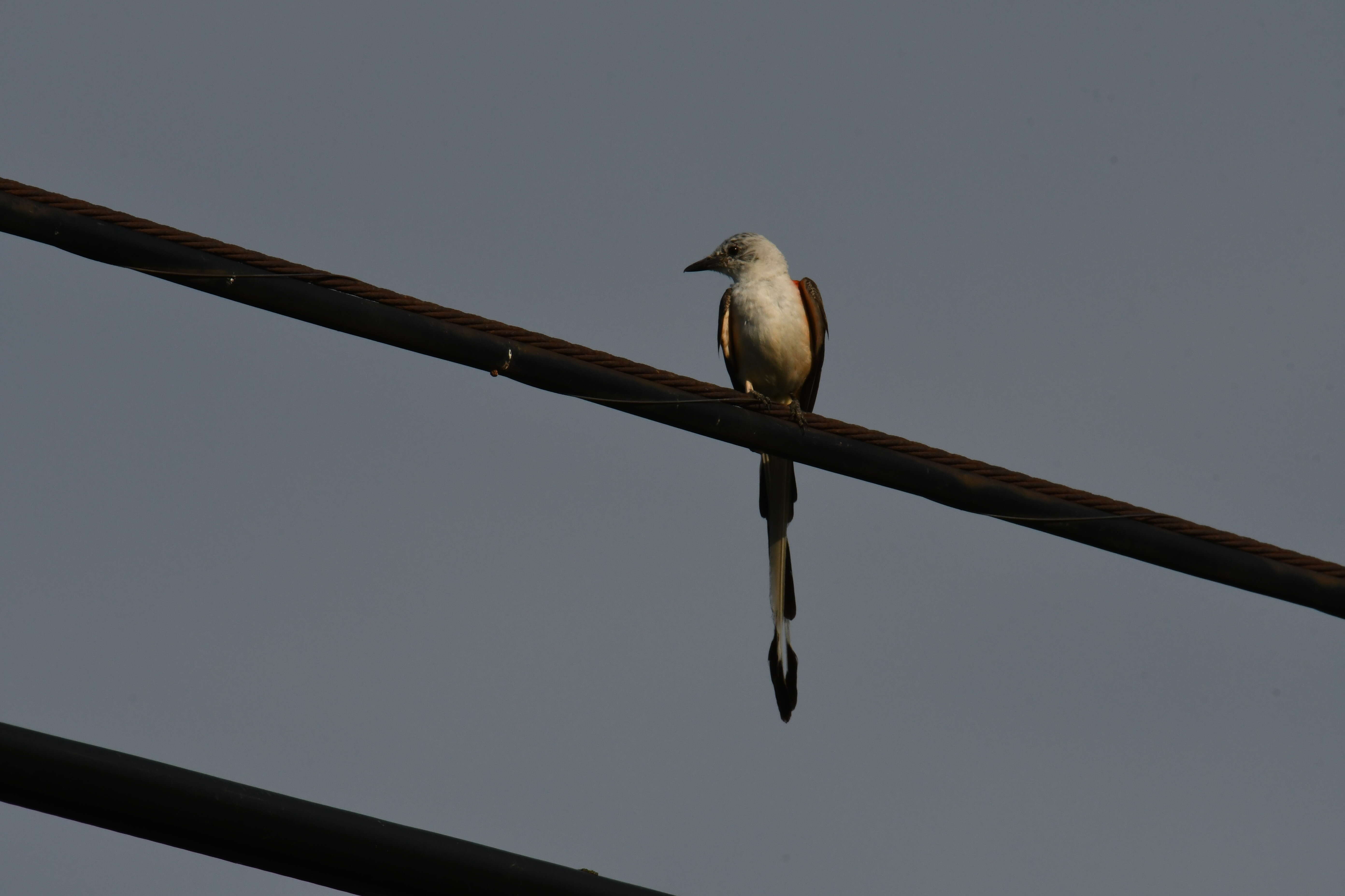 Image of Scissor-tailed Flycatcher