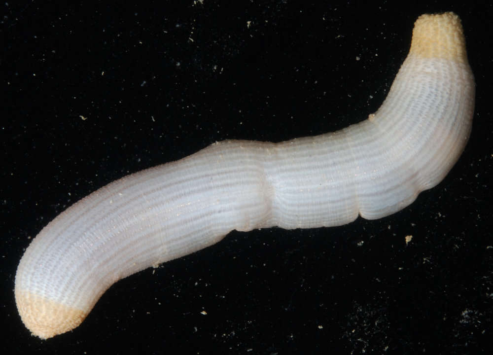 Image of Sipunculidea