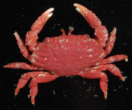 Image of Liomerinae T. Sakai 1976