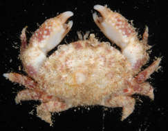 Image of <i>Pseudoliomera variolosa</i>