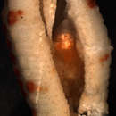 Image of <i>Stylifer linckiae</i>