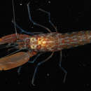 Image of daisy snapping shrimp