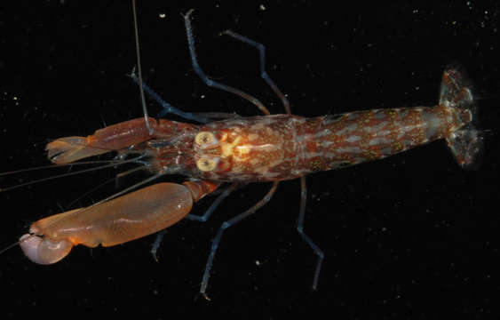 Image of daisy snapping shrimp