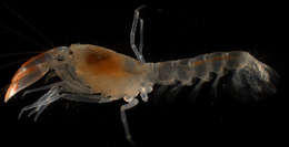 Image of ghost shrimps